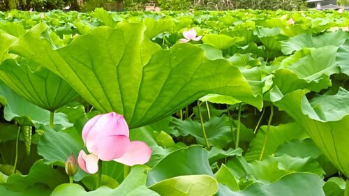 不忍池　朝はたくさん咲いているようです。昔、ハスの実よく食べました。あのラッパみたいなのから、緑の実をむき出してそのまま食べる！美味しかった思い出があるのですが、本当に美味しかったのか、食べて確かめたい！